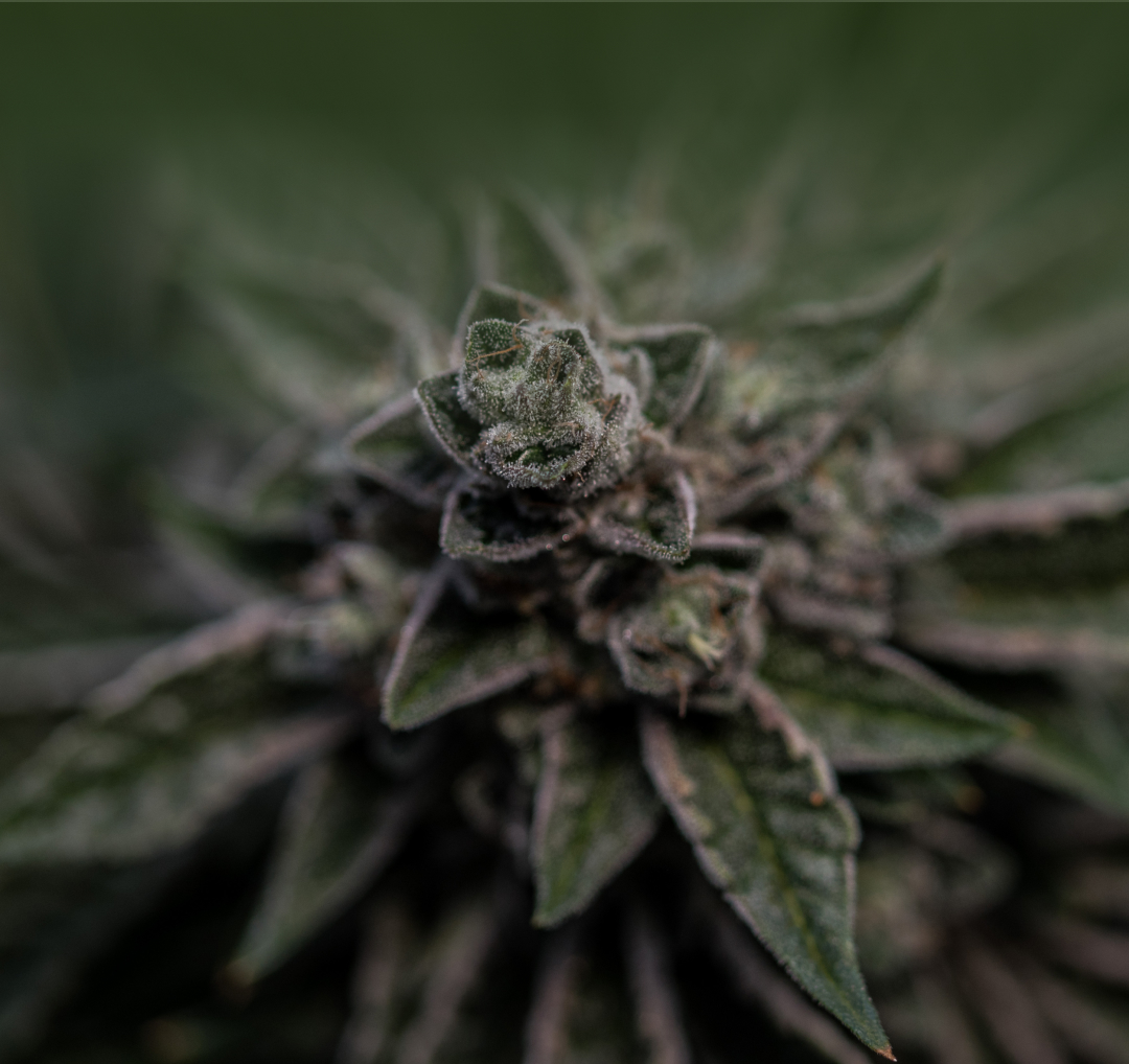 בדף הבית 1 - MOBILE