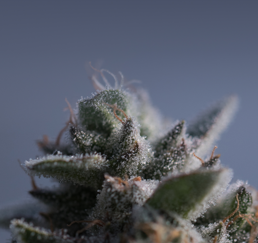 בדף הבית 2 - MOBILE