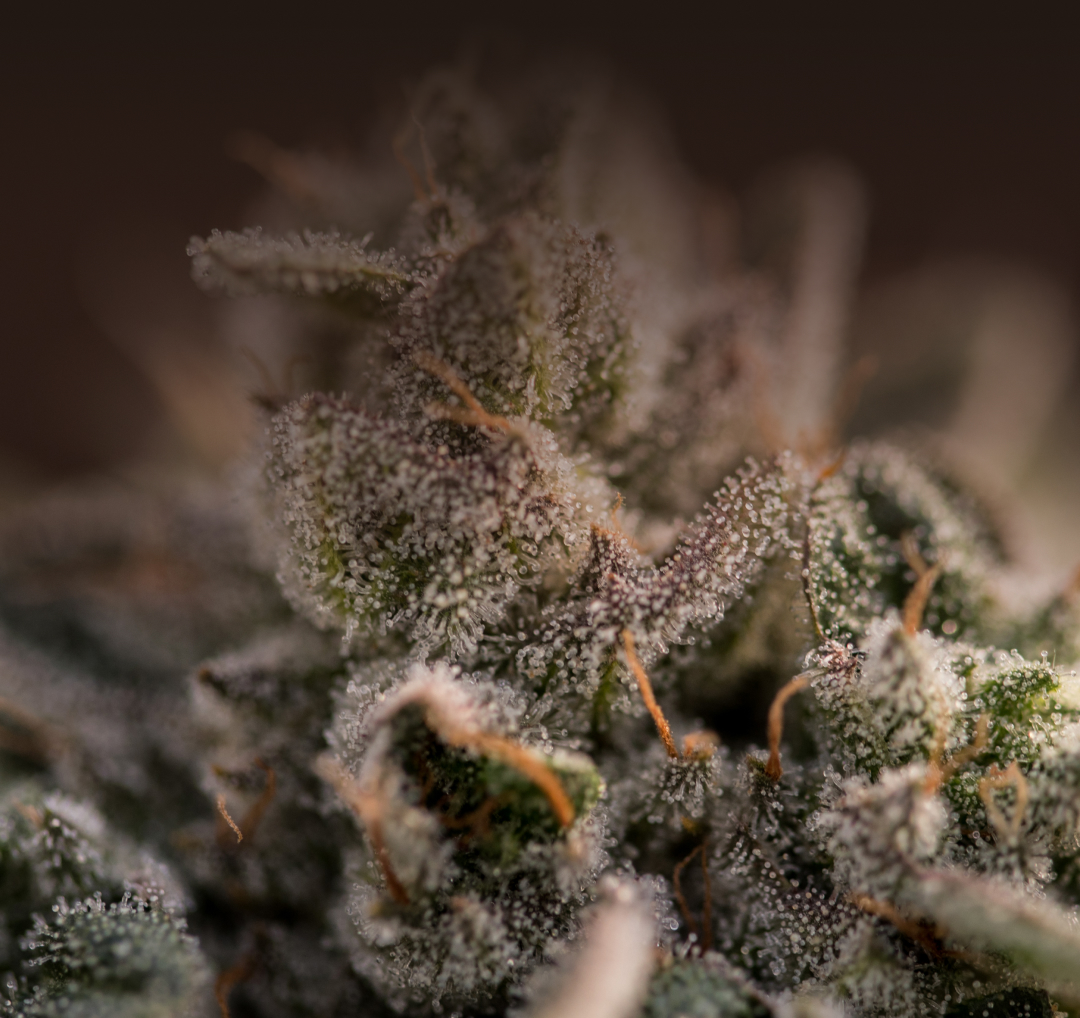 בדף הבית 3 - MOBILE